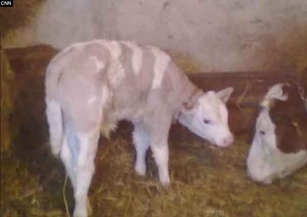 purplecalf112.