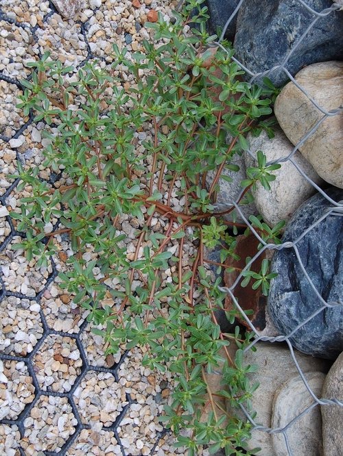 Purslane-edible-weed-forage-australia.
