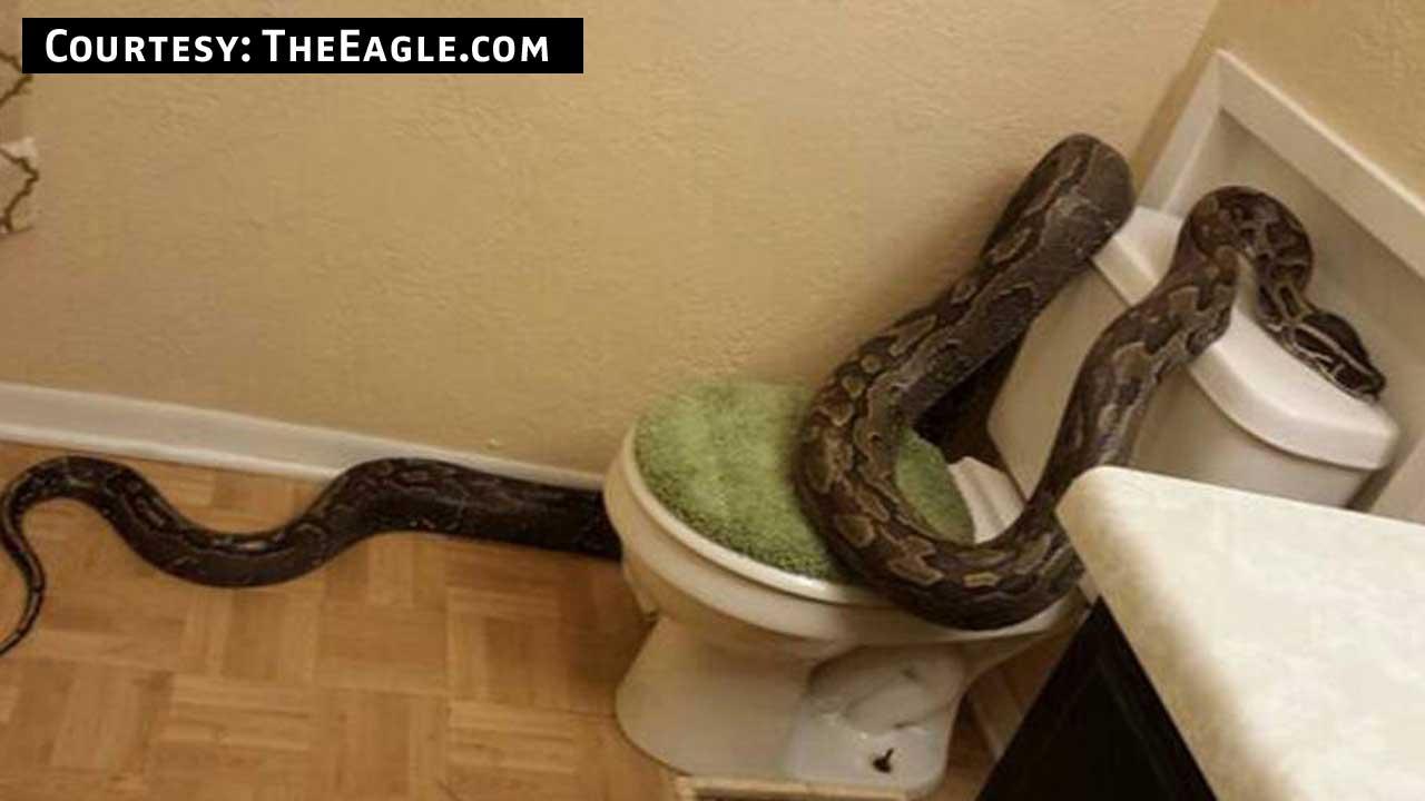 python.