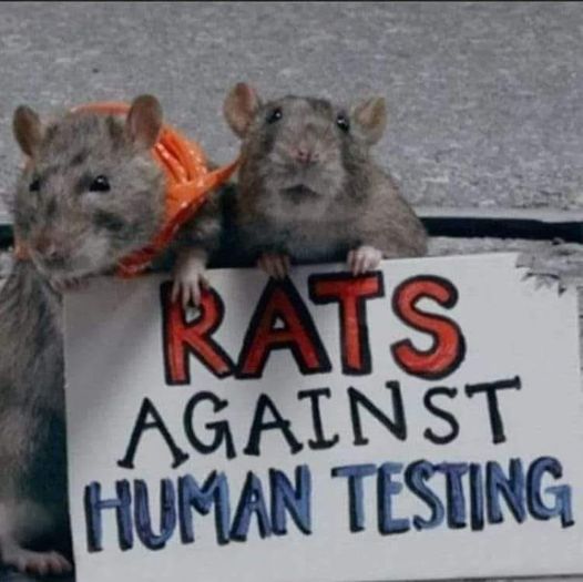 rats.