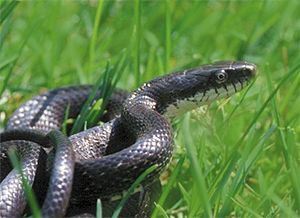 RatsnakeBlack02.