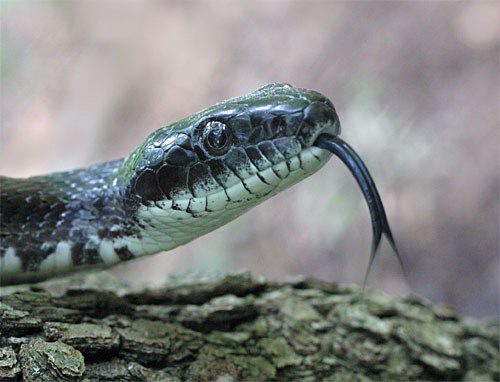RatsnakeBlack04.