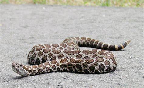 rattler.