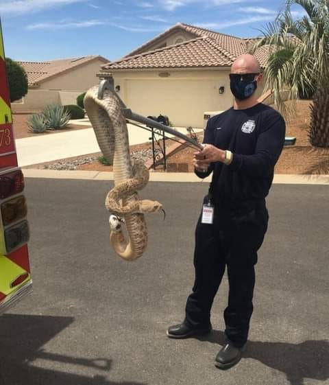 rattlesnake.