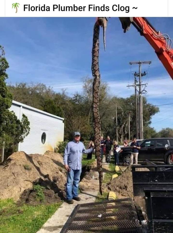 rattlesnakeflorida.