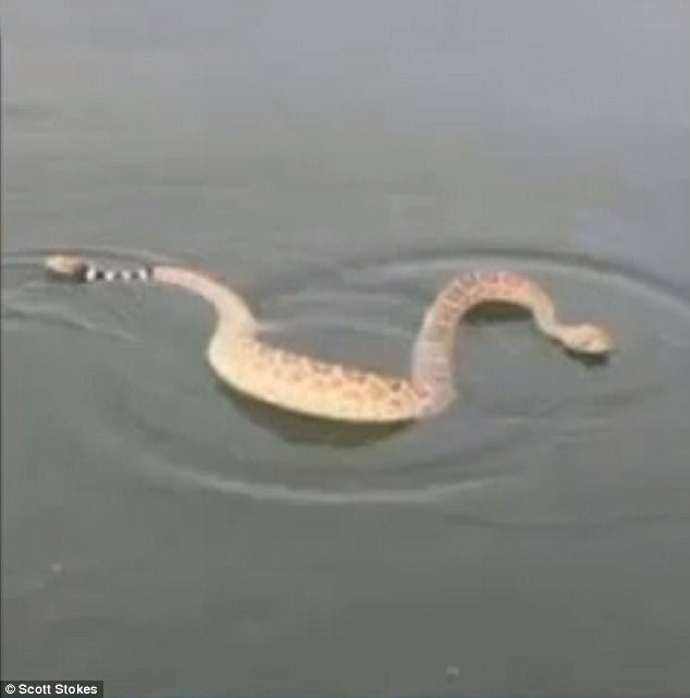 rattlesnakes.