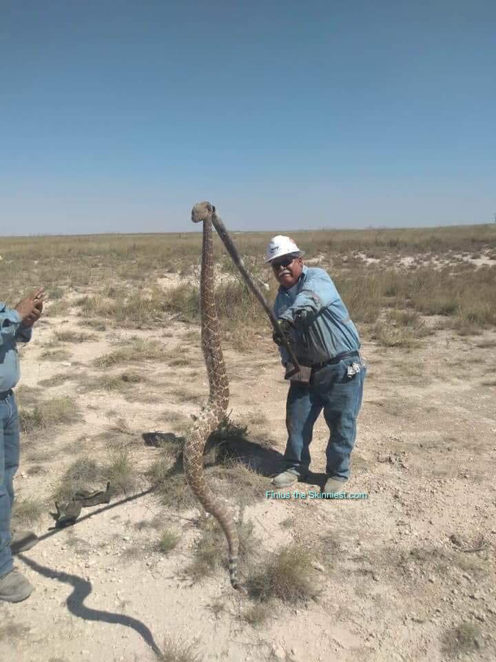 rattlesnaketexasstyle.