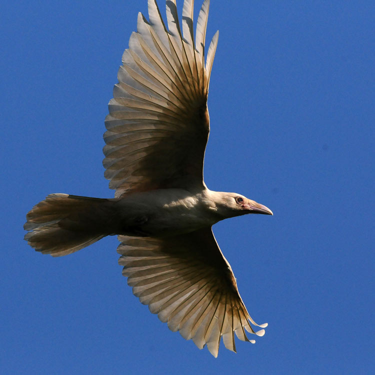 raven2-080.