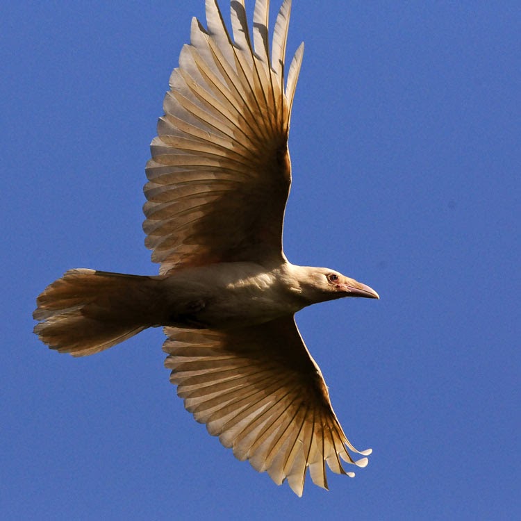 raven2-080.