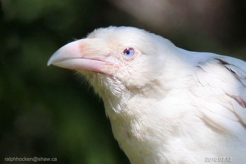 RAVENBLUEEYES.JPG