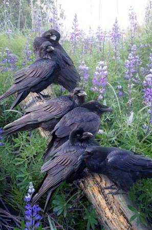 ravens.