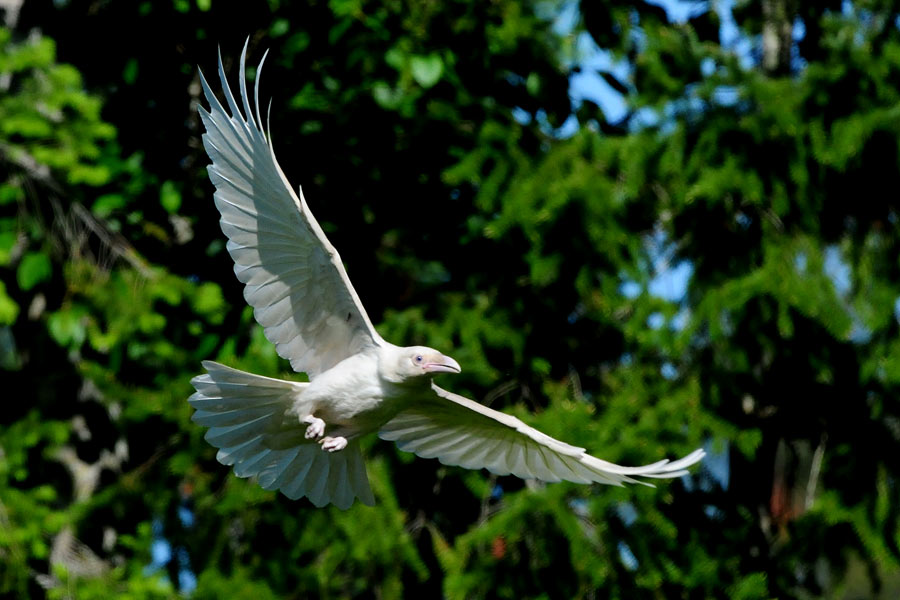 ravenwhite.