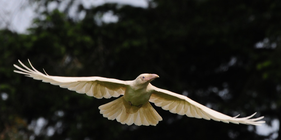 ravenwhite3.