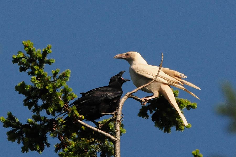 ravenwhiteblack.