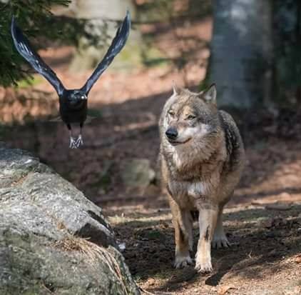 ravenwolf.