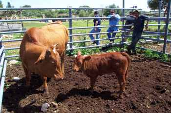 redheifer2.