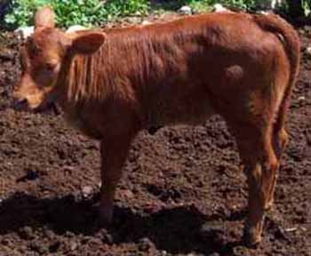 redheifer2002.