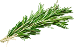 Rosemary-150x97.