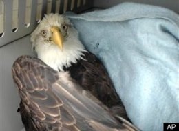 s-ALASKA-EAGLE-DEATH-SPIRAL-large.