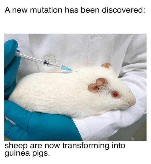 sheepintopigs.