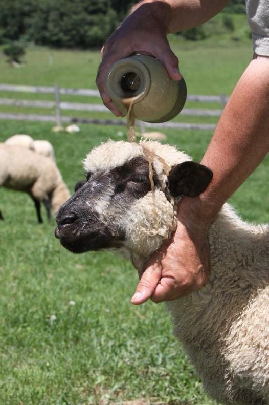 sheepoil.