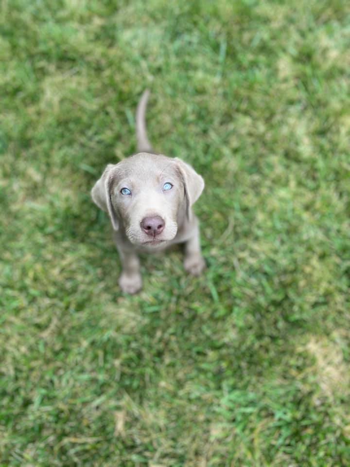 silverlab.