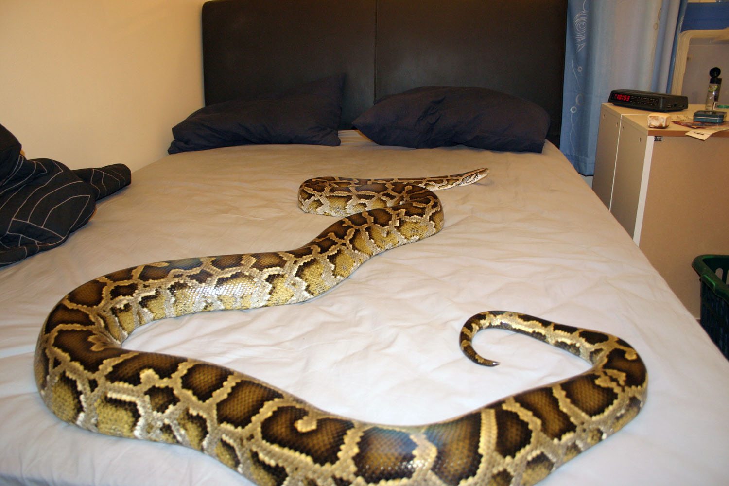 snakeeatingher.