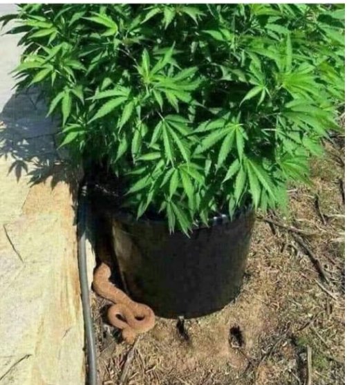 snakeingarden.
