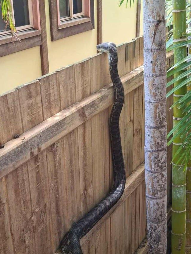 snakes99.