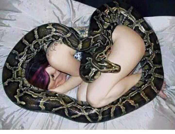snakestory.