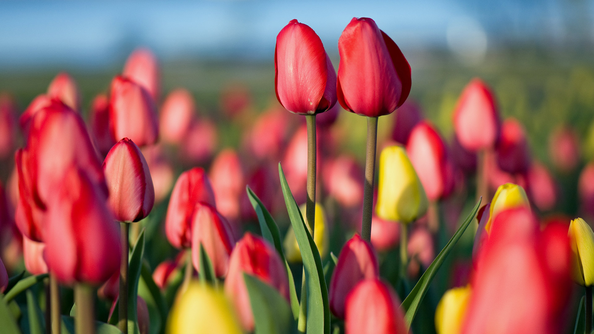 spring.