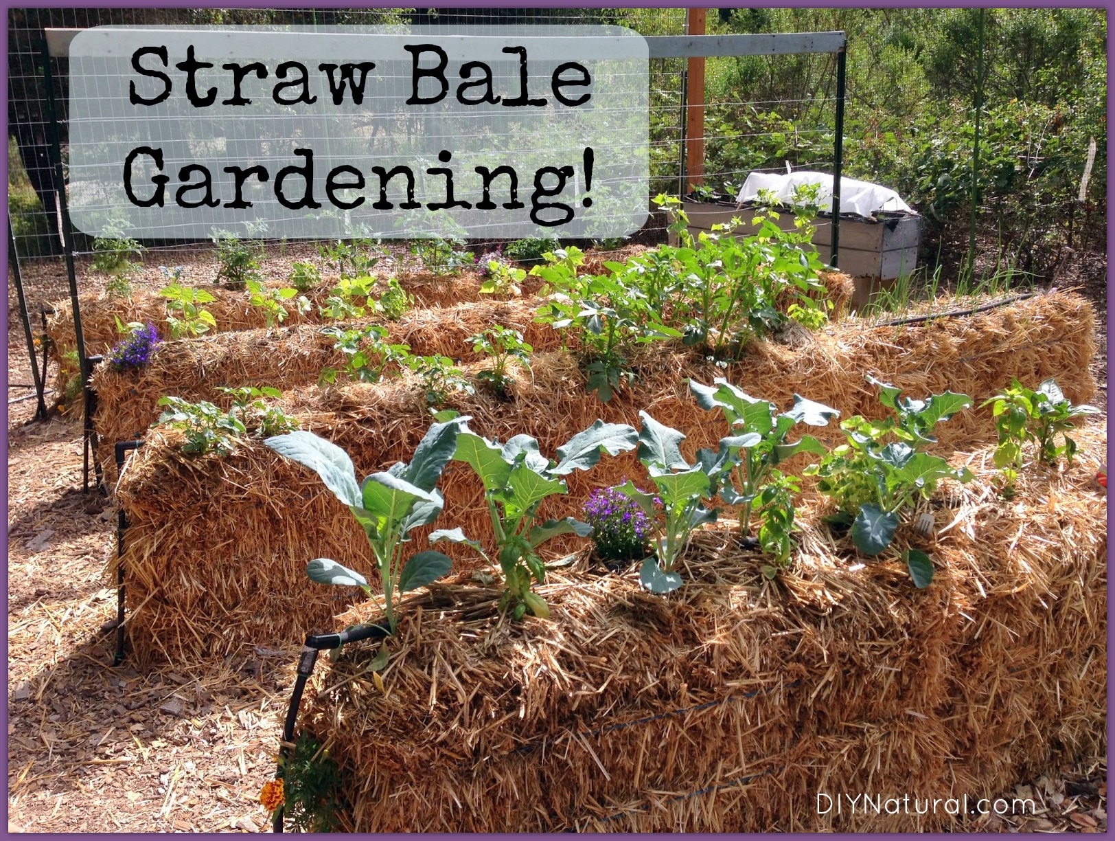 strawbalegardening.