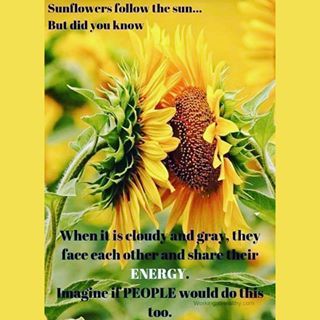 sunflowers1.
