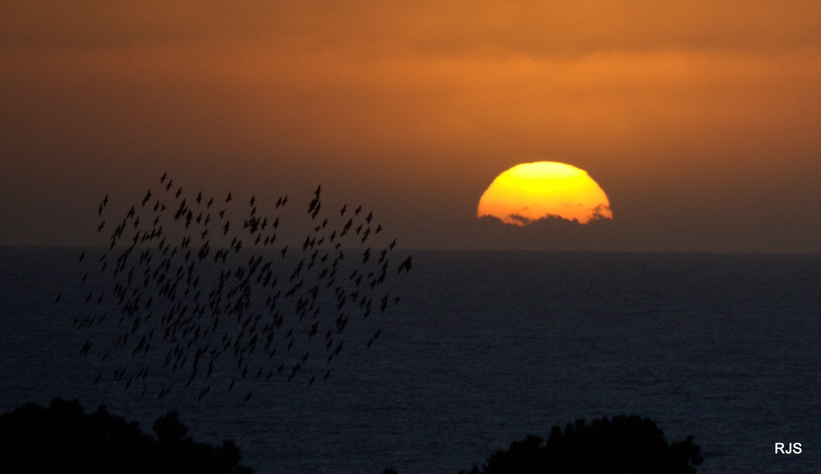 Sunset+with+Red-winged+Blackbirds+by+Robert+Scarola.