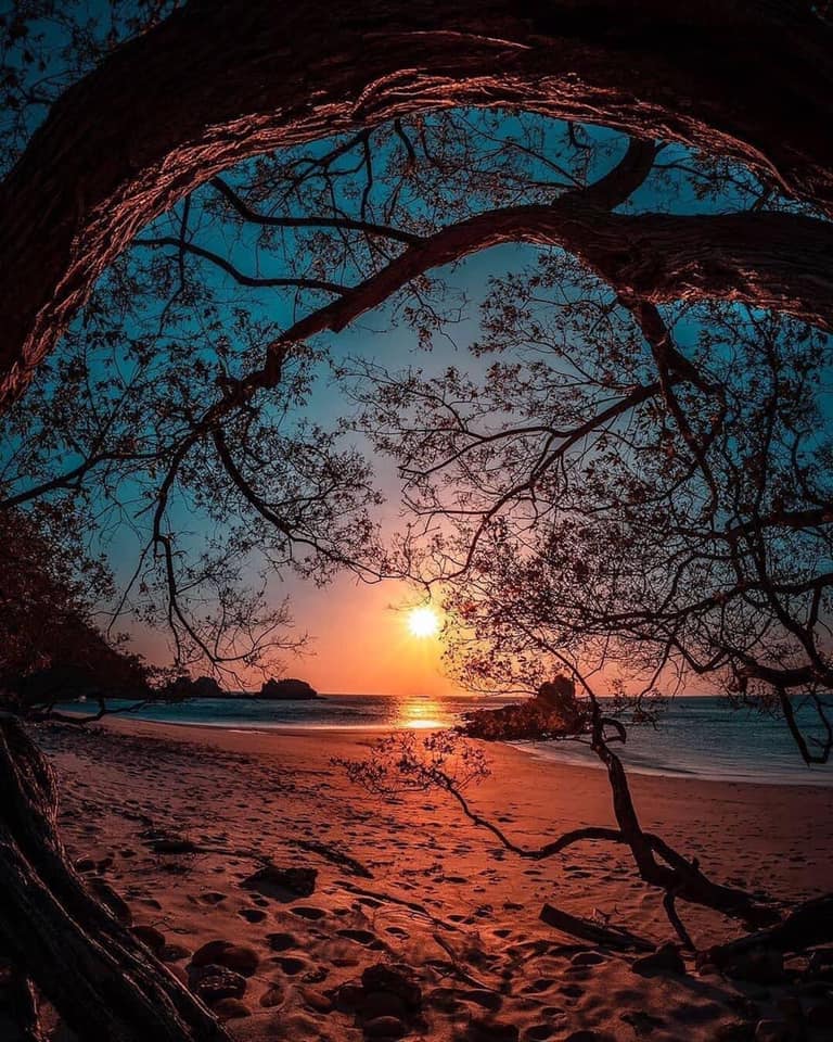 treesandbeach.