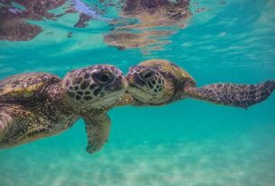 turtle-1-305x207.