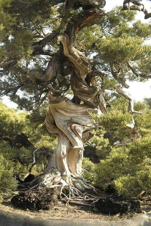 twistedtree.