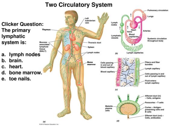 Two+Circulatory+System.