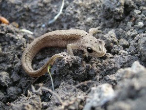 Two-Legged-Rhino-Lizard-300x225.