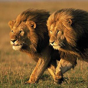 two-male-lions-Kenya-631.