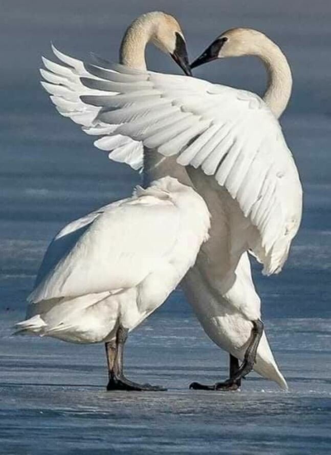 twoswans.
