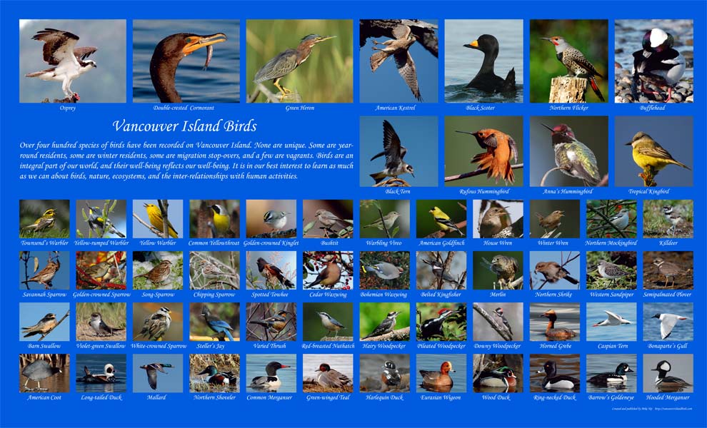 vibirds2b116.