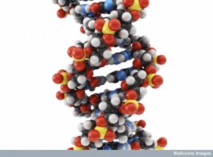 WC-DNA-closeup-model--300x222.