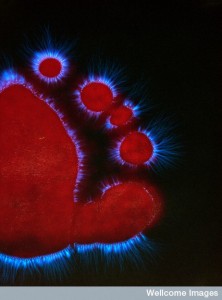 WC-foot-with-electric-field--222x300.