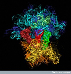 WC-ribosome-model--286x300.