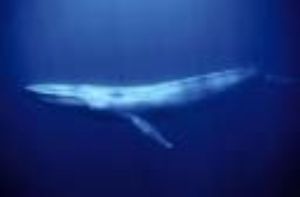 whale.