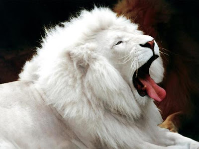 White+Animals+-01.