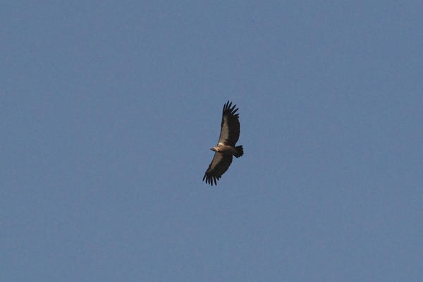 white-backed-vulture-gyps-africanus.