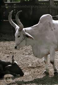 white-bull.