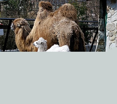 white-camel.